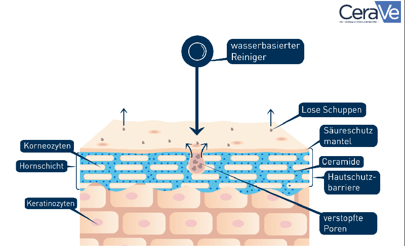 Grafik der Haut und der wasserbasierten Reinigung beim Double Cleansing